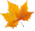 ellow-maple-leaf-png-transparent-50